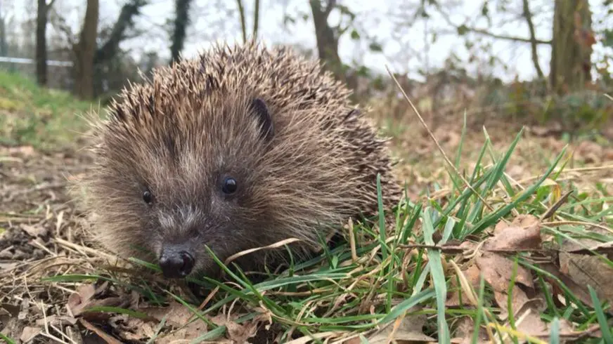 イギリスでハリネズミに花火をつけて発火させる悲しい事件 はりねずみびれっじ